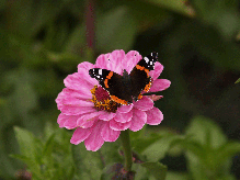 Zinnie in Pink im Garten in Französisch Buchholz